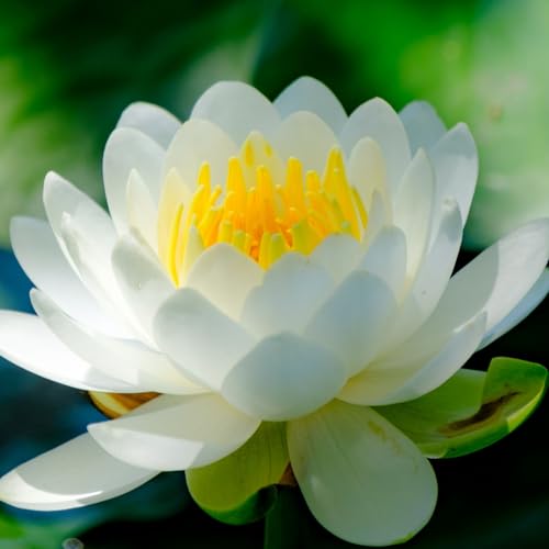 Water Lily Bulbs, Easy to Maintain, Perennial, Suitable for Gardens, Ponds, Fish tanks-30bulbs-A