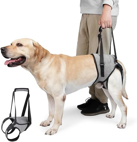 GOVNPJ Imbracatura per Cani di Sollevamento per Zampe Posteriori, Morbida, Impermeabile, Regolabile con Tracolla - Grigio, L
