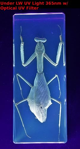 Image of 4.3 inch Real Praying Mantis in Crystal Clear Lucite Resin Crafts Specimen Real Preserved Various Animal Insect Bug Taxidermy Collection for Biology Science Education & Desk Ornament Display