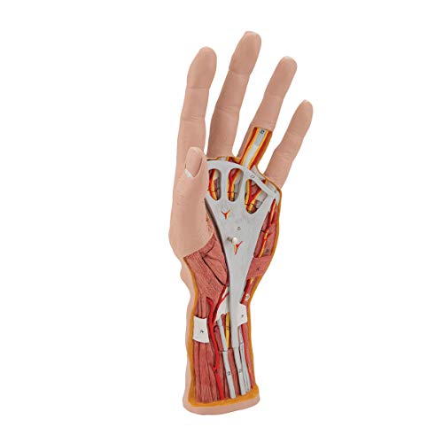 Image of 3B Scientific M18 Internal Hand Structure Model 3-part - 3B Smart Anatomy