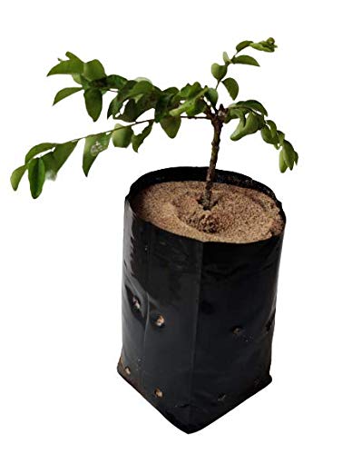 ZEONELY MART Grow Bags for Home Garden | LDPE UV Resistant Poly Grow Bags for Terrace Gardening | Nursery Bags for Vegetable and Flowering Plants | Black Coloured 8X8 Inch Plant Bags -100 Pieces (B082L5HW2P) Amazon Price History, Amazon Price Tracker