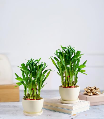 Image of Nurturing Green 2 Layer Lucky Bamboo Combo in Ivory Ceramic Pot | Wedding Gifts For Marriage Couple | Wedding Gifts For Marriage | Wedding Gift For Friend | Plant Gifts With Pot | Gift Plants