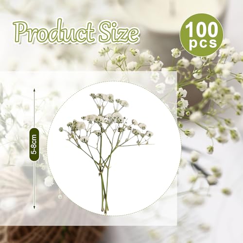 100 Stück Schleierkraut Getrocknet（Weiß） Gepresste Blumen Schleierkraut Trockenblumen Schleierkraut Trockenblumen Getrocknete Blumen Trockenblumen zum Basteln Getrocknete Blüten für DIY Harz Schmuck