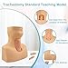 Advanced Tracheostomy Trainer PVC Tracheostomy Simulator for Cricothyrotomy & Tracheotomy Care Training - Medical Teaching Manikin
