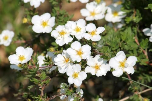 Bloodroot Seedlings - Sanguinaria Canadensis - Medicinal Plant (2 Seedlings)