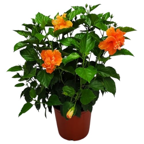 Hibiscus Bush - Double Peach Flowering Plant Live - Overall Heigh...