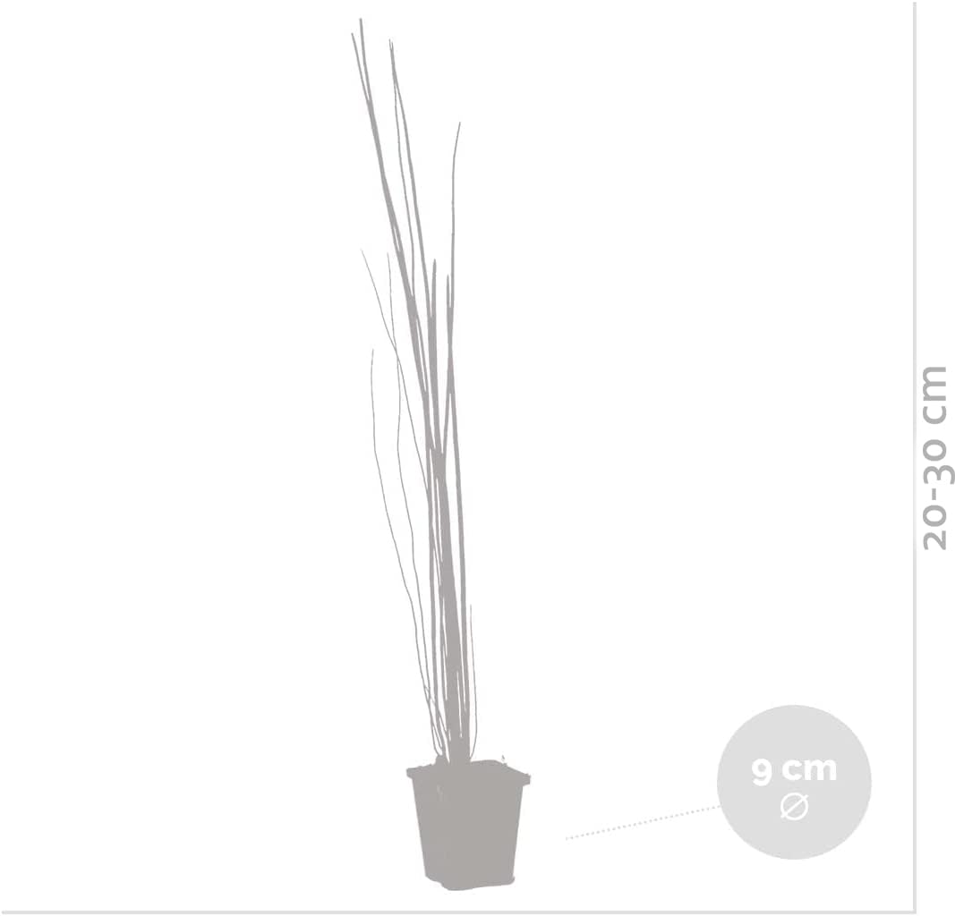Bloomique - Set di 6 - Equisetum Japonicum - Coda di Cavallo Giapponese - Pianta Acquatica - Pianta da Stagno - Resistente al Freddo - Alta 20-30 cm - Vaso 9 cm