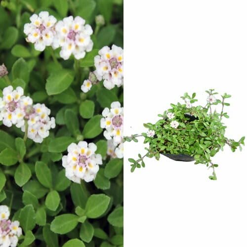 ヒメイワダレソウ（リピア）キッドセット ヒメイワダレソウ（リピア）40Potセット・苗 雑草対策 白花 グランド