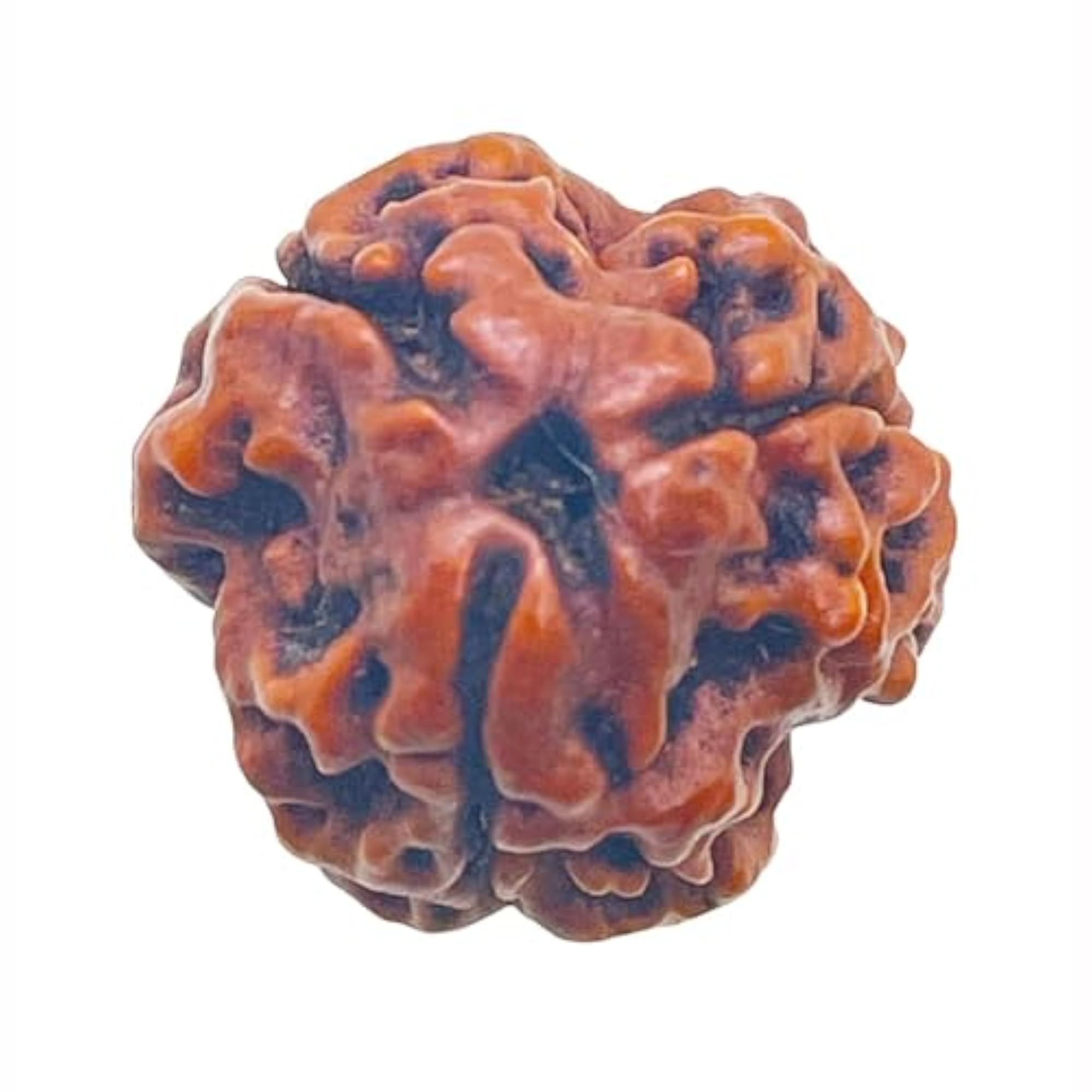 3 Mukhi Rudraksha Bead Lab Certified Original AAA++ Quality