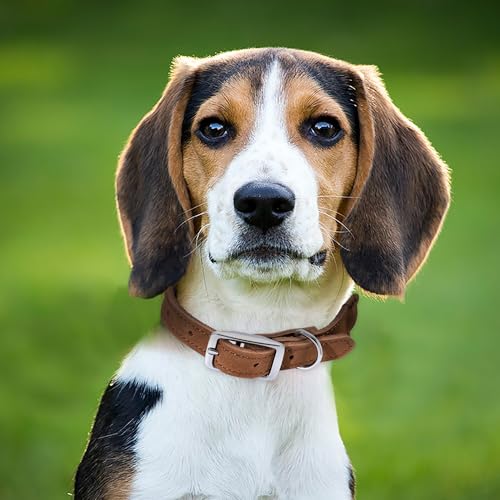 Mile High Life Rope Dog Collar | Durable Braided Cotton Rope Collars | Genuine Leather Collar w Metal Pin Buckle | Classic Puppy Collars for Dog (Dark Brown)