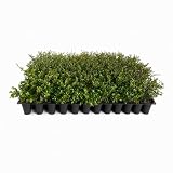 Dwarf Yaupon Holly | Ilex Schilling Stokes Vomitoria | 3 Live Plants | Drought Tolerant Low Maintenance Evergreen Hedge
