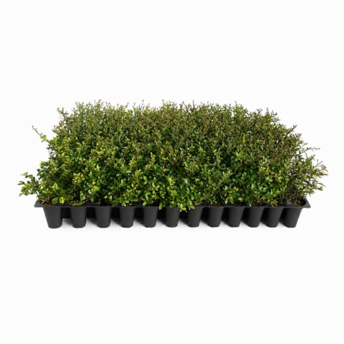 Dwarf Yaupon Holly | Ilex Schilling Stokes Vomitoria | 10 Live Plants | Drought Tolerant Low Maintenance Evergreen Hedge