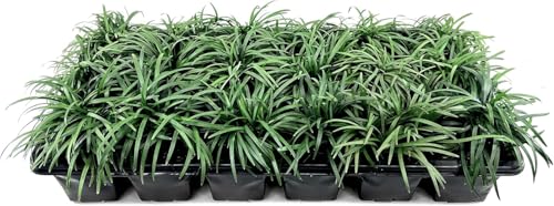 Dwarf Mondo Grass | 1 Large 4 Inch Pot | Ophiopogon Japonicus Nanus | Live Evergreen Shade Loving Groundcover