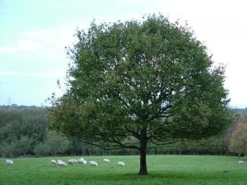 English Oak (Quercus Robur) Field Grown Bare Root Hedging Plants Tree Whip Sapling (1, 2-3ft (60-90cm))