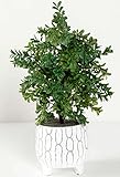 La planta está hecha con hojas de plástico de primera calidad, con muchos detalles lo que la hace, muy natural y realista además es fácil de limpiar y no necesita mantenimiento alguno.