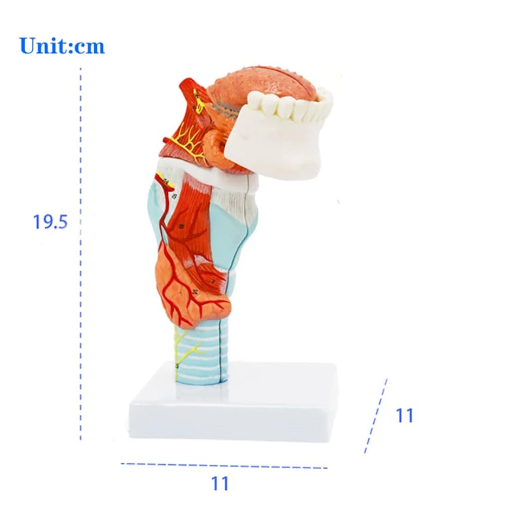 Model języka ludzkiego, anatomia modelu języka, medyczny model anatomii języka, narzędzie edukacyjne, pomoc w materiałach dydaktycznych