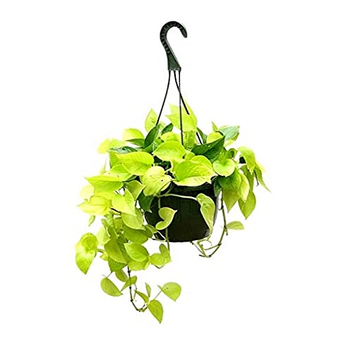 Ohhsome Good Luck Money Plant Indoor Plants For Entrance Moneyplant (Healthy Live Plant)