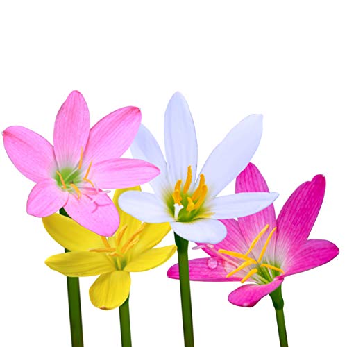 Pink, Yellow, & White Rain Lily Zephyranthes Tiny Magic Sampler