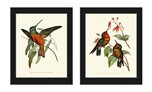 Hummingbird Wall Art Print Set of 2 Prints Beautiful Antique Based Birds Flowers Pretty Cute Nature Home Room Decor LoveThePrint Unframed PZ Hummingbird Wall Art Print Set of 2 Prints Beautiful Antique Based Birds Flowers Pretty Cute Nature Home Room Decor LoveThePrint Unframed PZ
