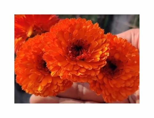 Stk - 20x Ringelblume Neon Orange EKO Garten Blumen Pflanzen - Samen SV4 - Seeds & Plants Shop by Ipsa