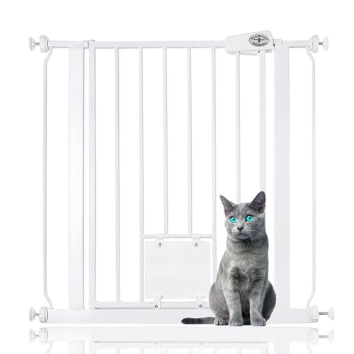How to safely introduce dogs and cats