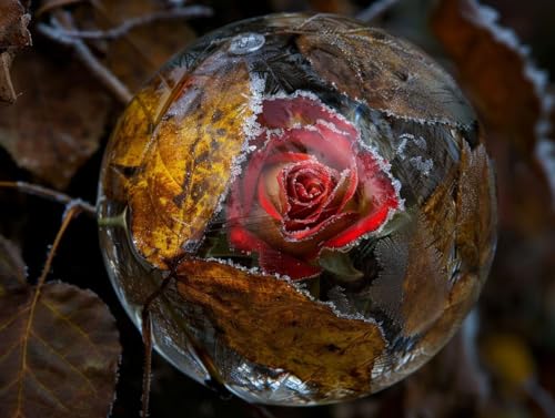 Diamond Painting Les roses idée cadeau anniversaire kit diamant peinture