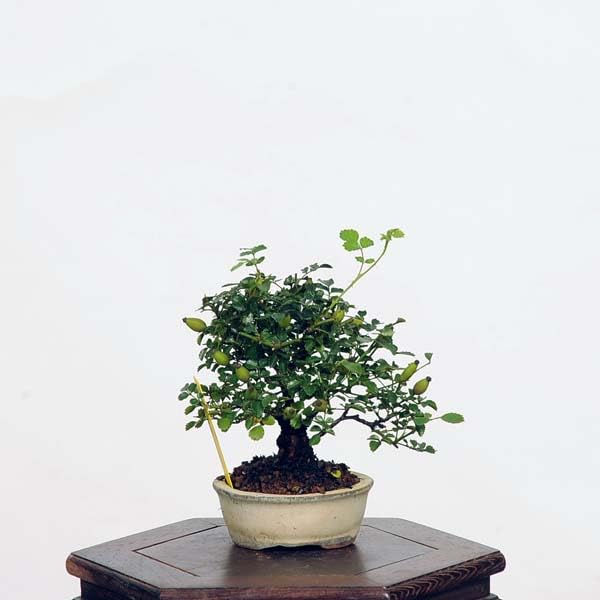 Amazon.co.jp: 盆栽：野薔薇(ノバラ) *【現品をお届け】野バラ のばら