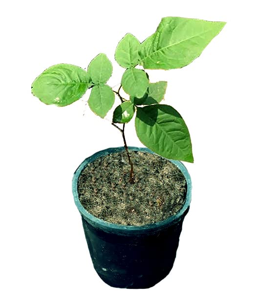 ROOKHRAJ PAUDHSHALA Bilva Patra Live Plant, Bel Patra Plant, Aegle marmelos
