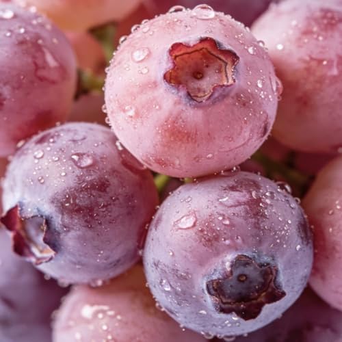500/1000 Premium Pink Blueberry Seeds, Fruit Plant Seeds for Home Garden Growing and Edible Landscape Design All Seasons, Edible Berry Plant with Planting Instructions (500,A) — view 4