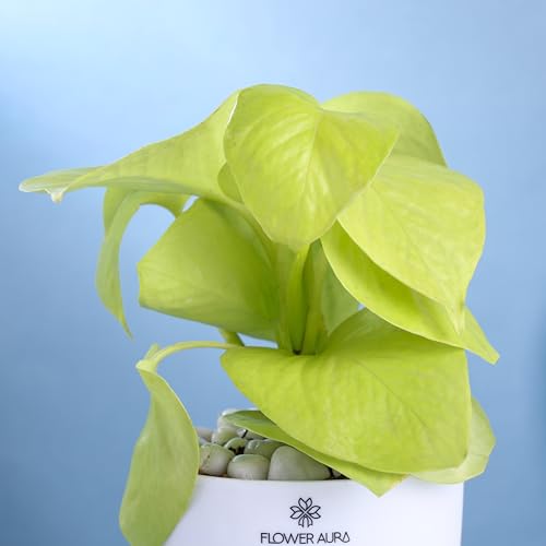 Image of FlowerAura Air Purify Live Indoor Lucky Golden Money Plant In White Self Watering Pot For Living Room, Balcony, Home /Office Decor | Premium Gifting | Improving Air Quality | Reducing Stress
