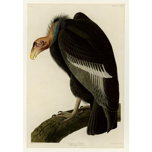 Audubon Vautour californien Plaque 426 grand format 40x50 pouces impression murale rétro