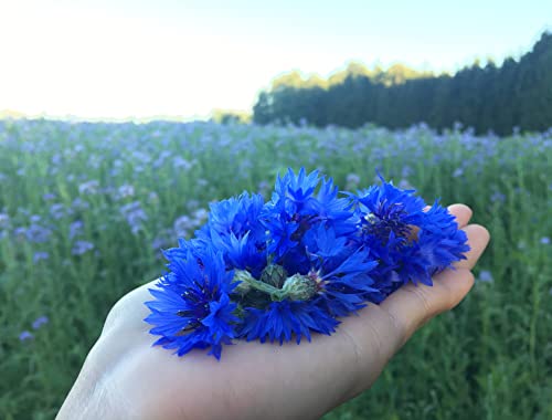 Pure Blue Cornflower Petals - 100% Natural Centaurea cyanus - Dried, Grown in Germany Herbal Cornflower Flowers for Cupcakes, Lattes, Tea Blends, Bath Products, Gifts, Crafts