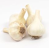 Gourmet Metechi Garlic Bulbs Hard Neck - 4 Bulbs - for Fall Planting - Non-GMO