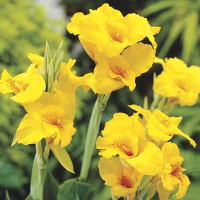 3 Canna Lily Bulbs for Planting - Rhizome/Bulb/Plant (Yellow Canna Lilies)