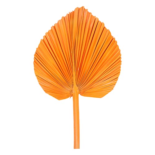 FOMIYES Abanico De Totora Simulado Abanicos Naturales Hojas Secas De Palma Decoración De La Hoja del Arte De La Pared Abanico De Palma Seca Verdor Hojas De Palma Ventilador Palmera Anciano