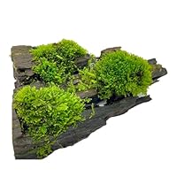 Riccardia chamedryfolia Korallenmoos für Aquarium, Süßwasser-Aquascaping, Garnelenbecken, Teich, Miniteich