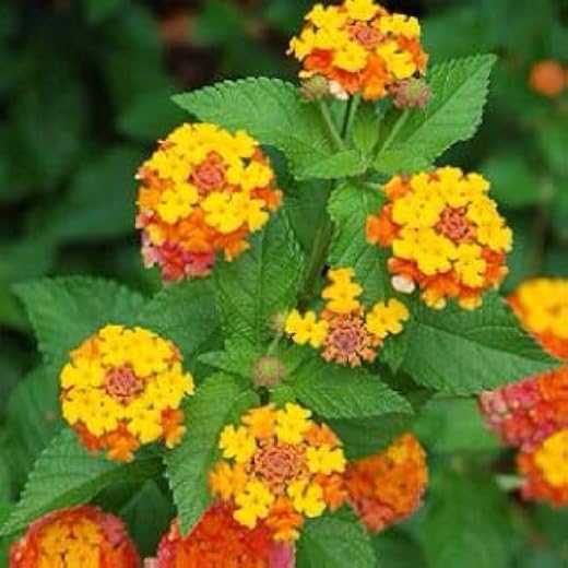 Live Rare Lantana Flower Plant, Mix Color Lantana Camara Live plant, Live Flower Plant for Indoor And Gardening 1 Healthy ...