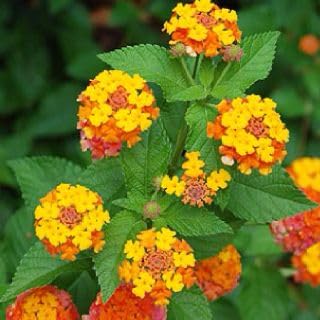 Live Rare Lantana Flower Plant, Mix Color Lantana Camara Live plant, Live Flower Plant for Indoor And Gardening 1 Healthy ... - Review, Price and Buying Guide