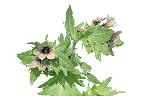 Preisvergleich Produktbild Schwarzes Bilsenkraut Hyoscyamus niger 150 Samen