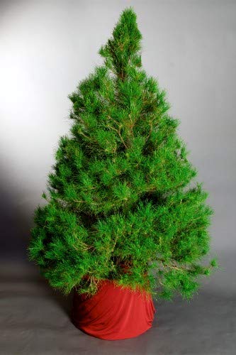 Grun Live Garden Christmas Tree/Goldcrest