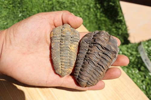 Image of 2PCS Calymene Trilobites Flexicalymene Fossil for Kids Ordovician Fossil Trilobites A14