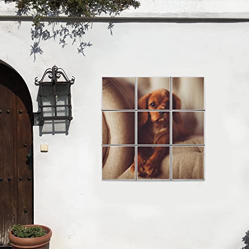Carreaux céramique Cavalier King Charles pour salon chill