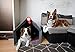 Rexproduct - PetHome Hundehütte mit Liegefläche und Dach I Biss- und Kratzfest I Gute Schalldämmung I Umweltfreundlich & Einfach zu Montieren I Größe S (60x42x43 cm) - Dunkelgrau und Rot