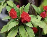 50pcs Mixed Crown of Thorns Seeds, Colorful Euphorbia Succulent for Planting, Drought-Tolerant Flowering Plant, Easy to Grow in Pots or Garden, Unique Blooms for Home & Landscape Decor