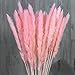 NNYCC Pampas Eternamente Duraderos Hierba Pequeñas Flores Secas Secados Al Natural De...