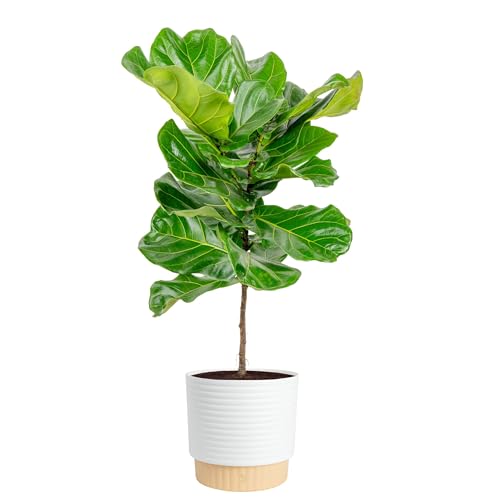 Costa Farms Fiddle Leaf Fig Tree, Live Ficus Lyrata 3–4 Ft, Air Purifying Large Easy to Maintain Indoor Floor Plant, Living Room, Bedroom or Office Décor Gift