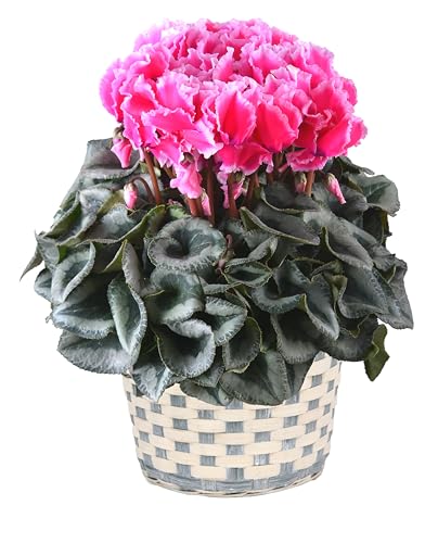 Ԃ̃Mtg VN Mtg v[g A a 6 bvXsN Ε