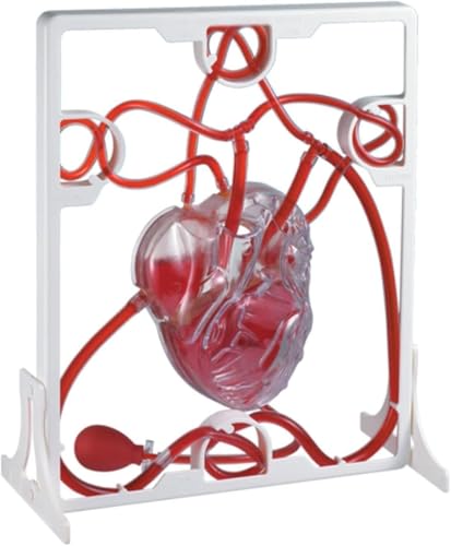 Modèle de cœur et de circulation AMITD à LED pour simplifier les notions d'anatomie complexes - 2