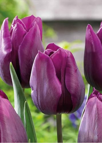7 Bulbi di Tulipani Deep purple Rock | tulipani viola | tulipani trionfo | bulbi autunnali | calibro 11/12 cm | MY PLANTIS | spediti da Italia