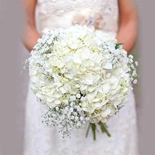 QAUZUY GARDEN 50 Premium Hydrangea Seeds White Hortensia - Attractive Perennial Flowering Shrub Bush Tree - Attract Pollinators & Fast-Growing - Striking Accent Landscape Plant